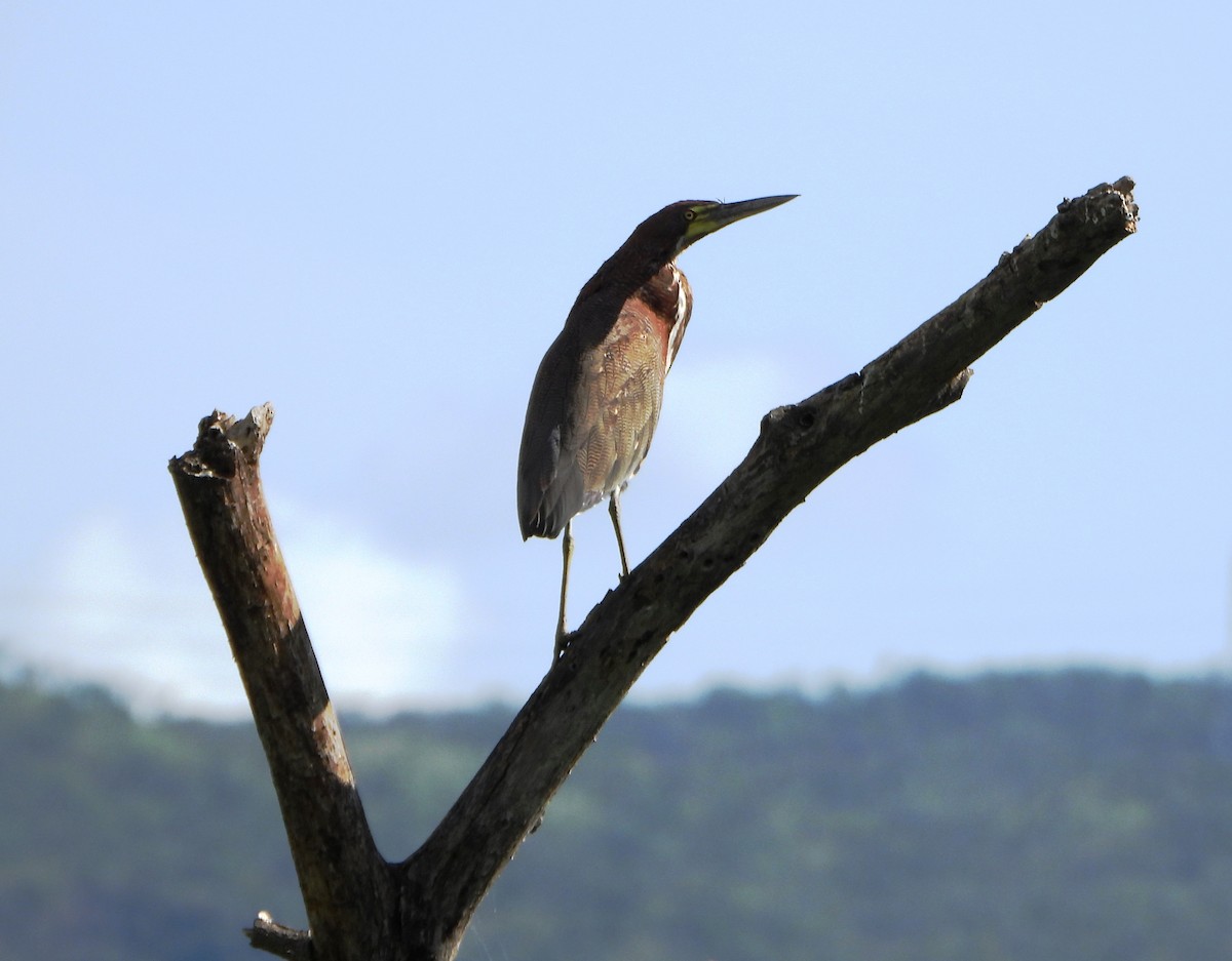 Kızıl Kaplan Balıkçılı - ML645203401