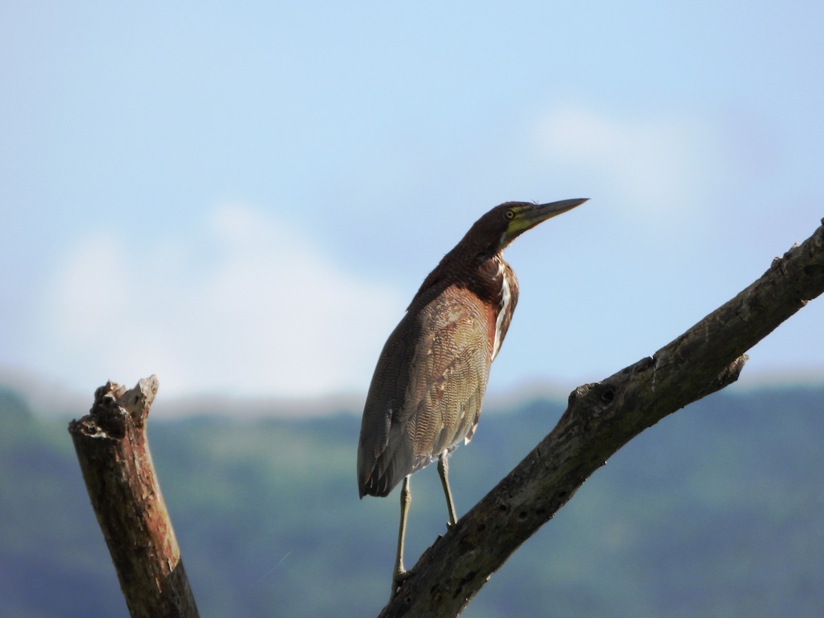 Kızıl Kaplan Balıkçılı - ML645203403