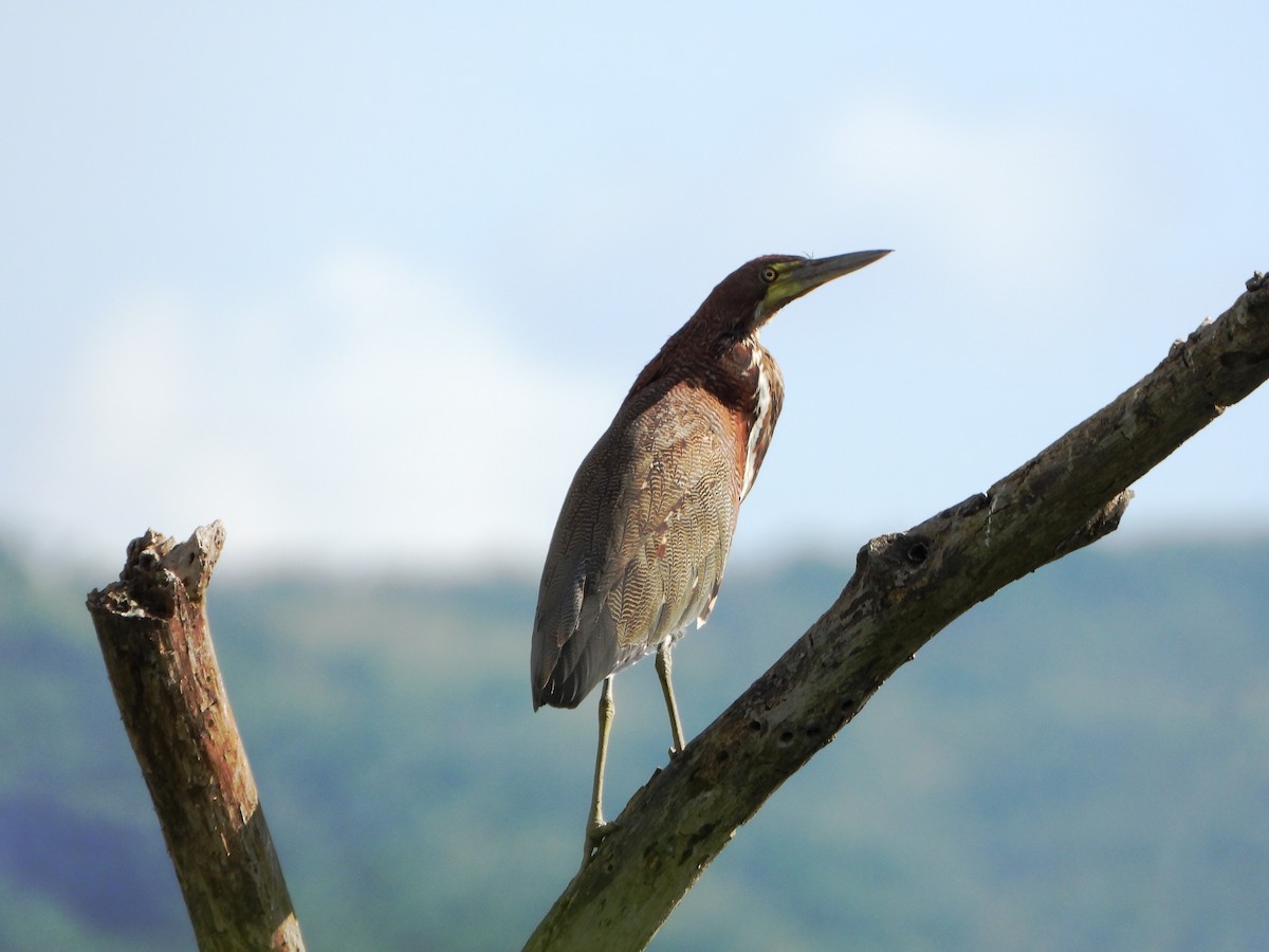 Kızıl Kaplan Balıkçılı - ML645203404