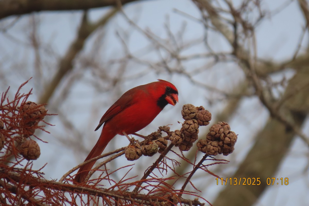 Kırmızı Kardinal - ML645203410