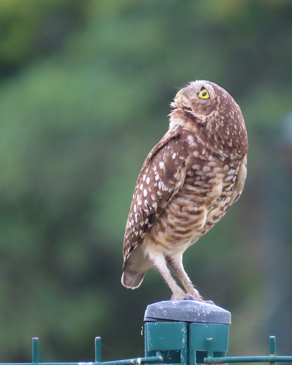 Yer Kukumavı - ML645203411