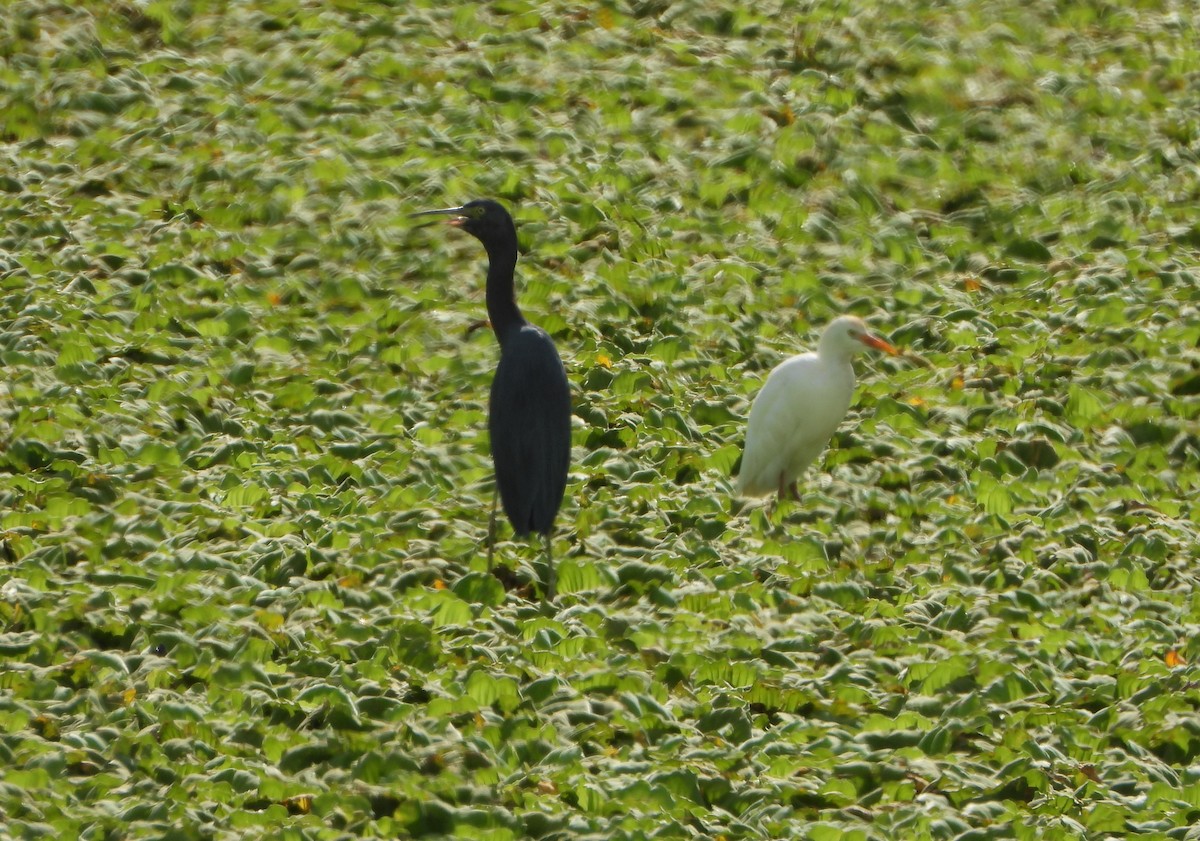 Sığır Balıkçılı - ML645203416