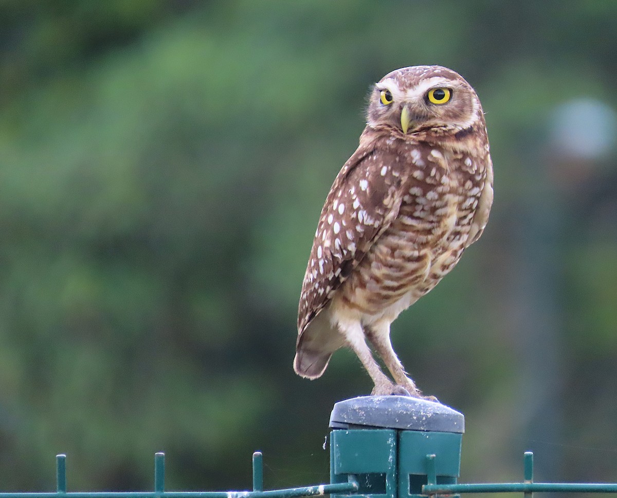 Yer Kukumavı - ML645203417