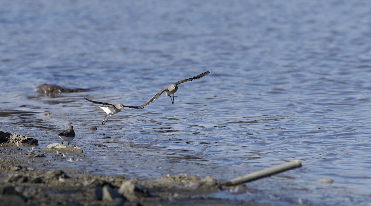 Sarı Bacaklı Kumkuşu - ML645203418