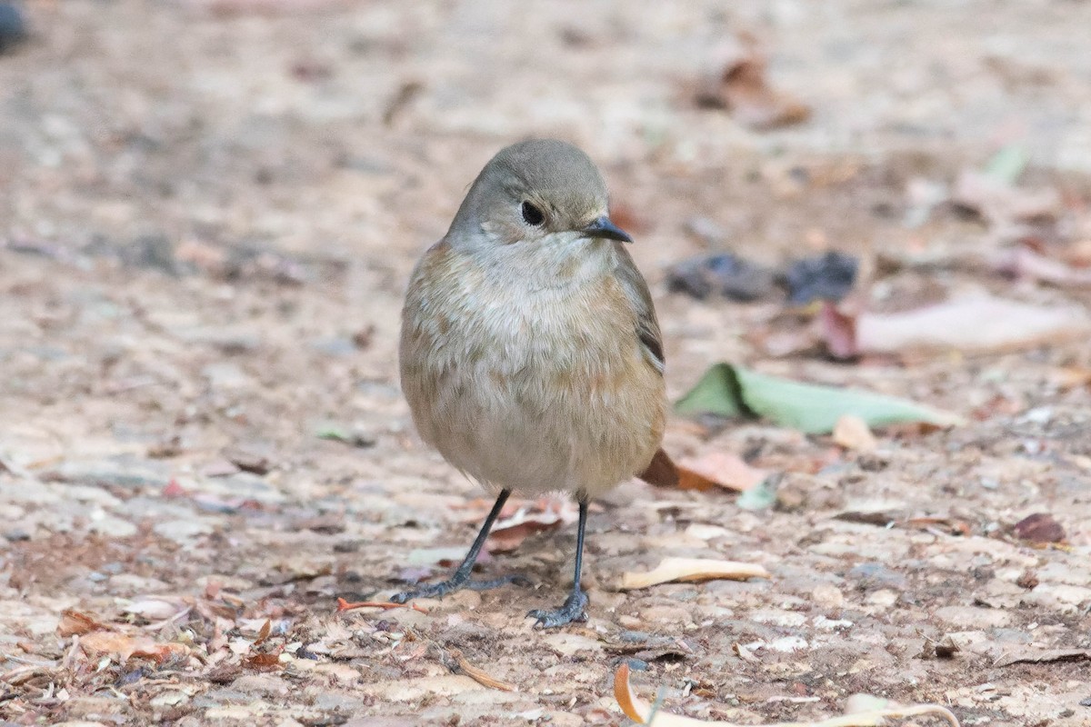 Kızılkuyruk - ML645203419