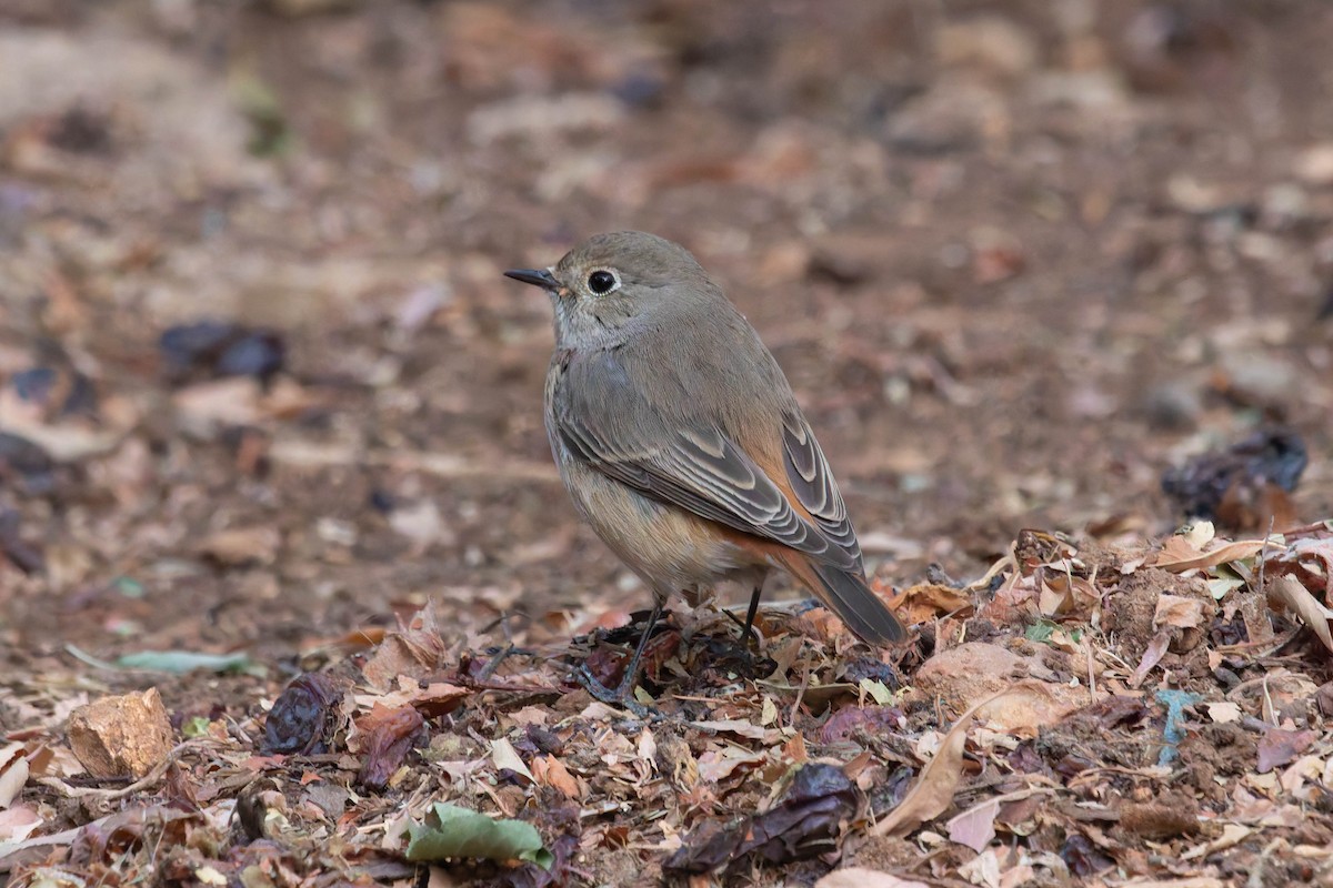Kızılkuyruk - ML645203420