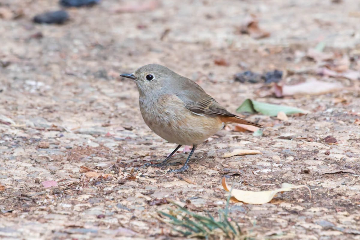 Kızılkuyruk - ML645203421