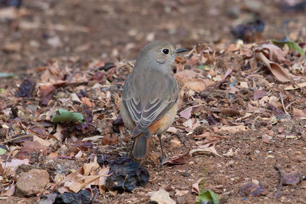 Kızılkuyruk - ML645203422