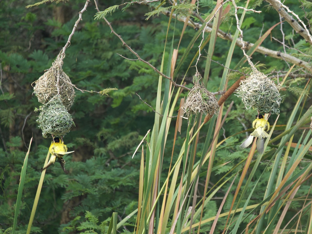 Köy Dokumacısı - ML645203423