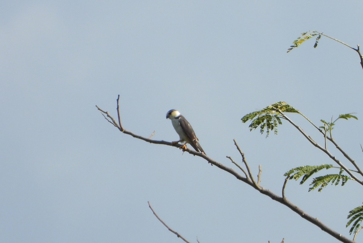 Doğan Çaylağı - ML645203424