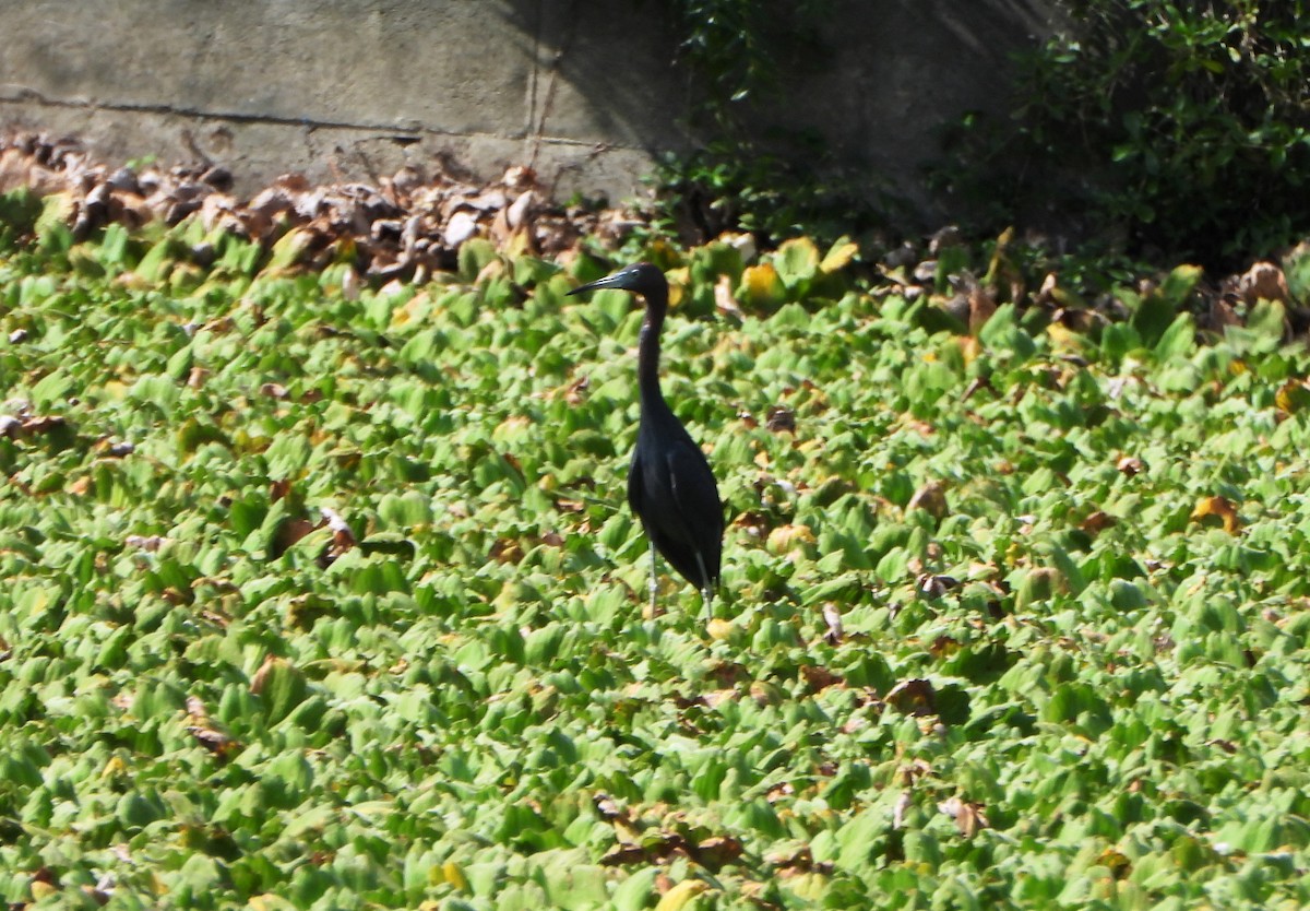 Mavi Balıkçıl - ML645203429