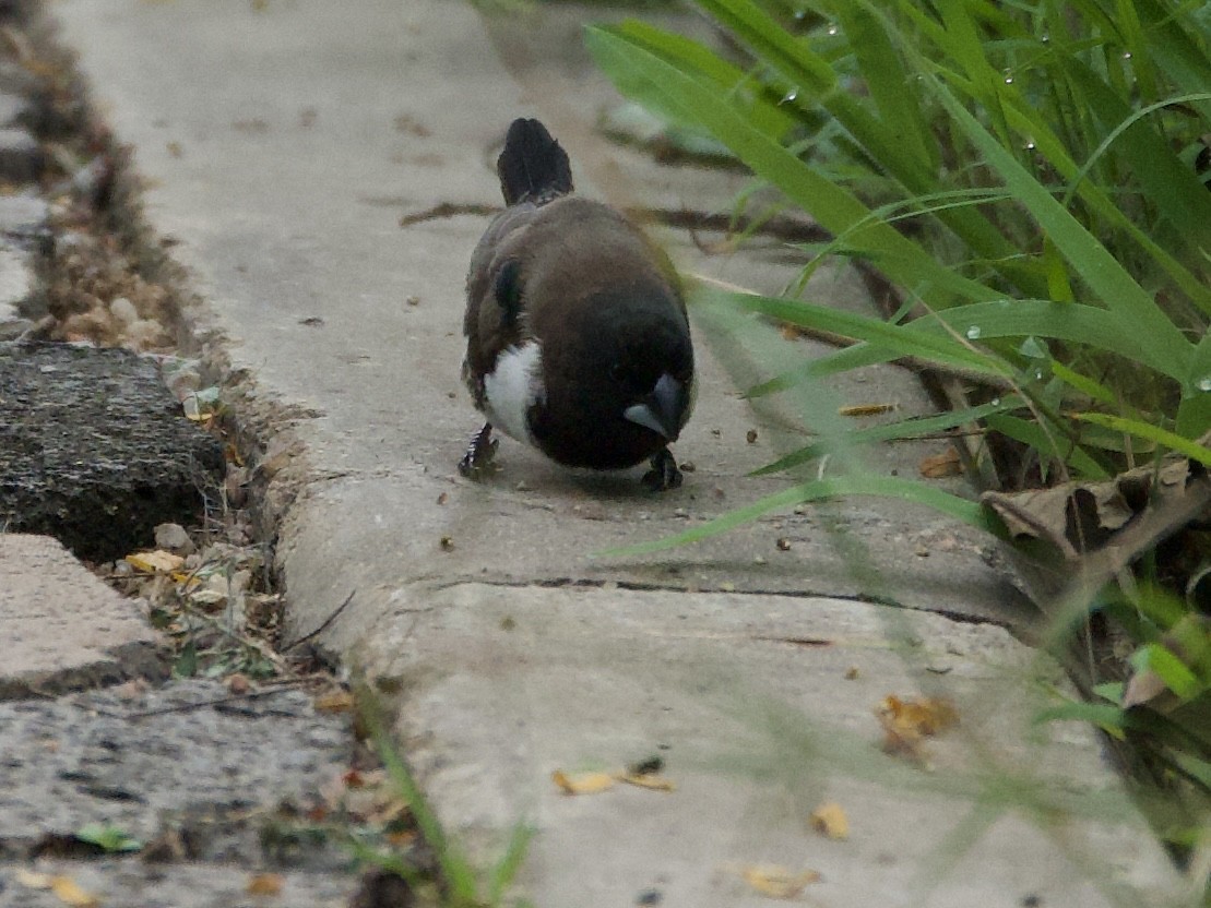 Tunç Renkli Munya - ML645203430
