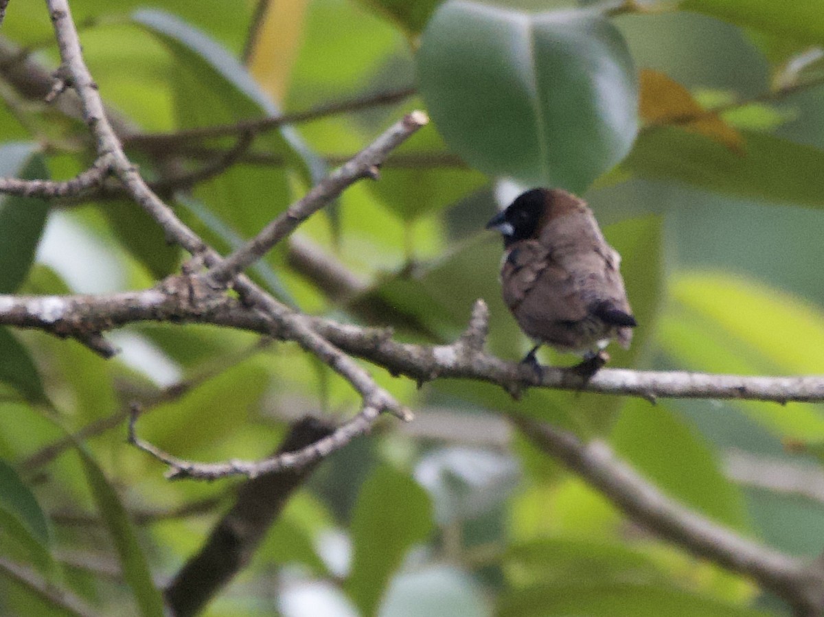 Tunç Renkli Munya - ML645203431