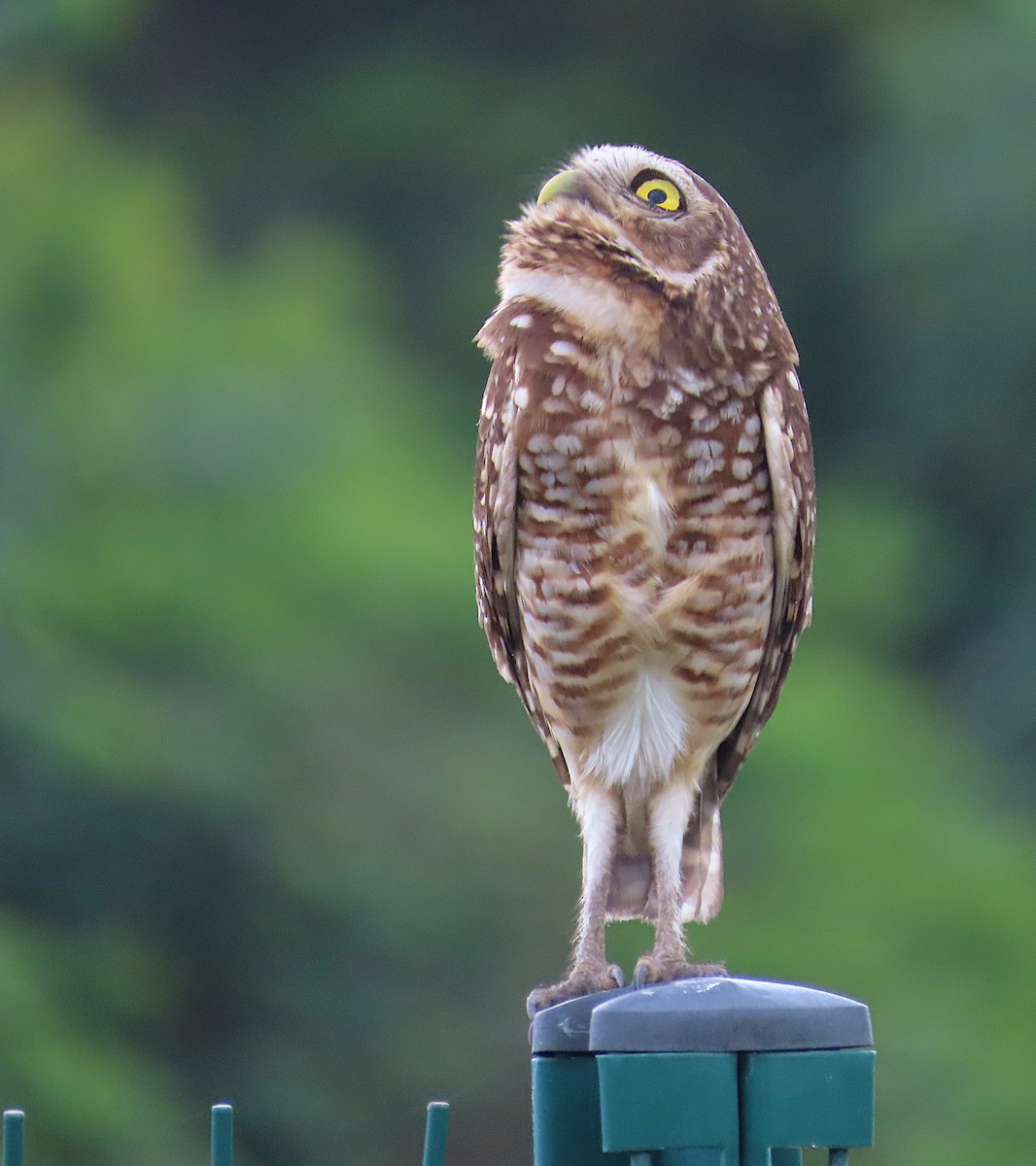 Burrowing Owl - ML645203435