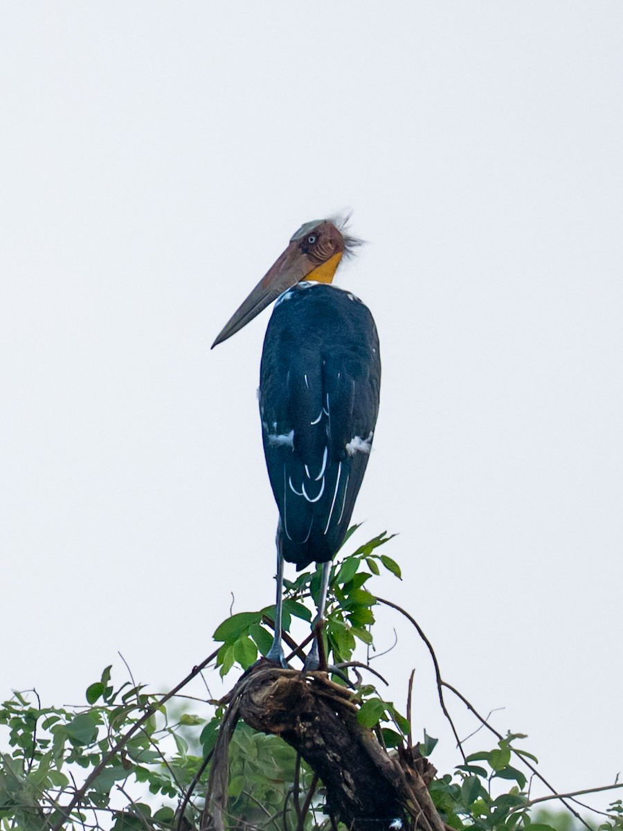 Lesser Adjutant - ML645203436
