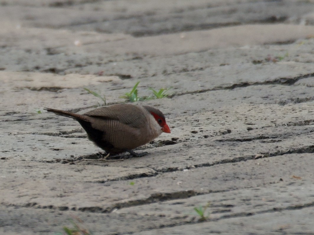 Common Waxbill - ML645203437