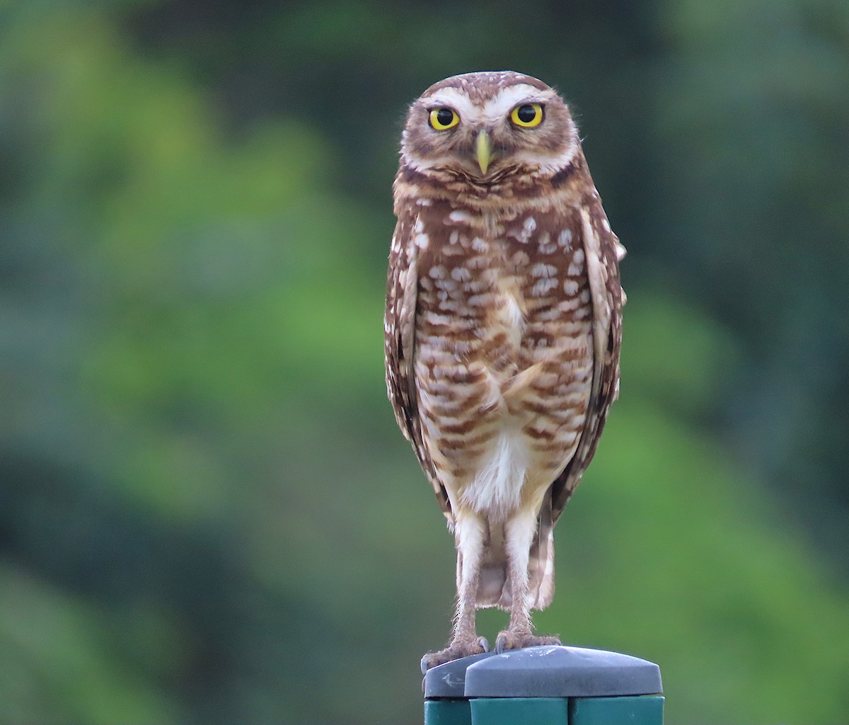 Burrowing Owl - ML645203438
