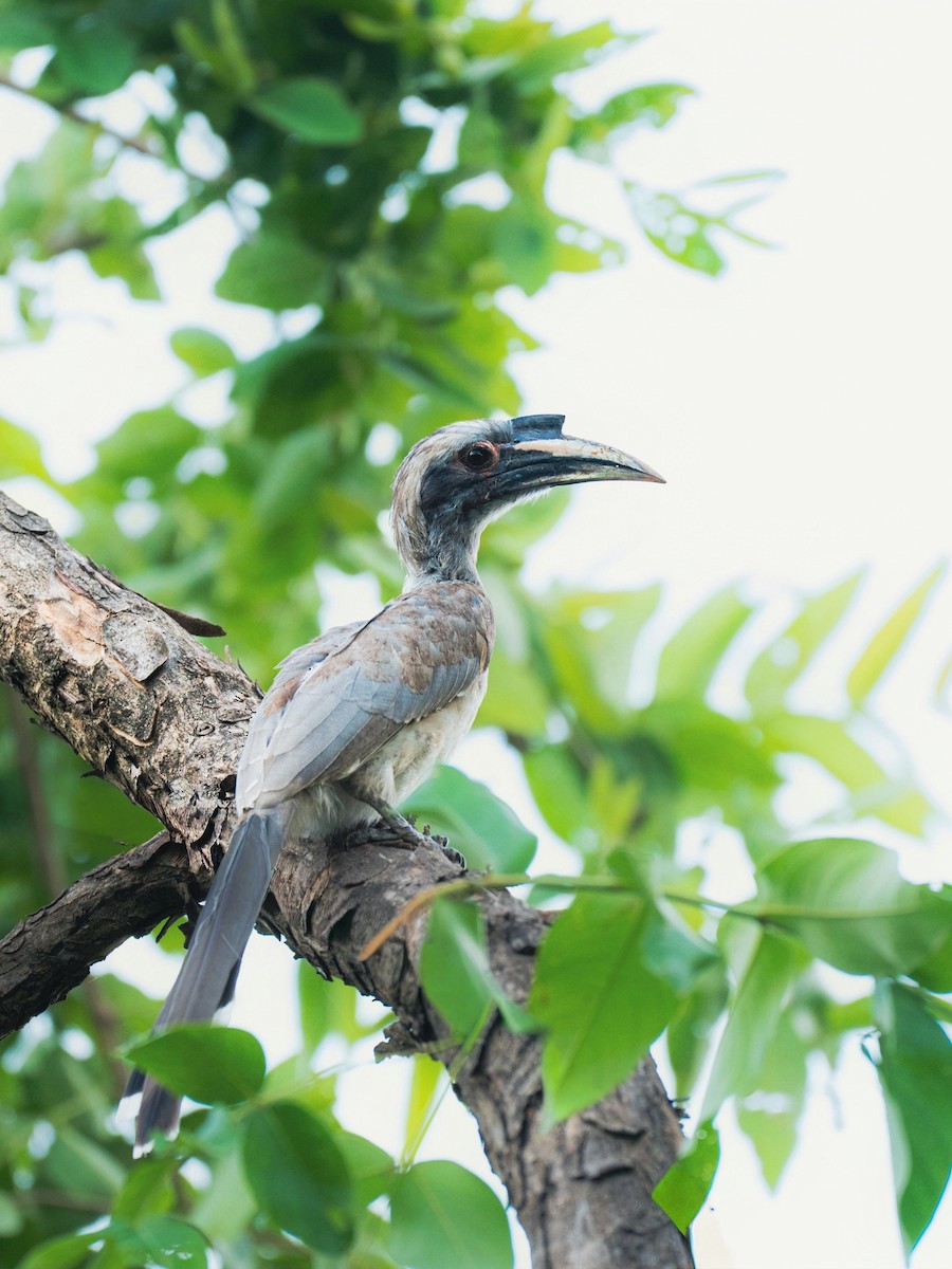 Indian Gray Hornbill - ML645203459