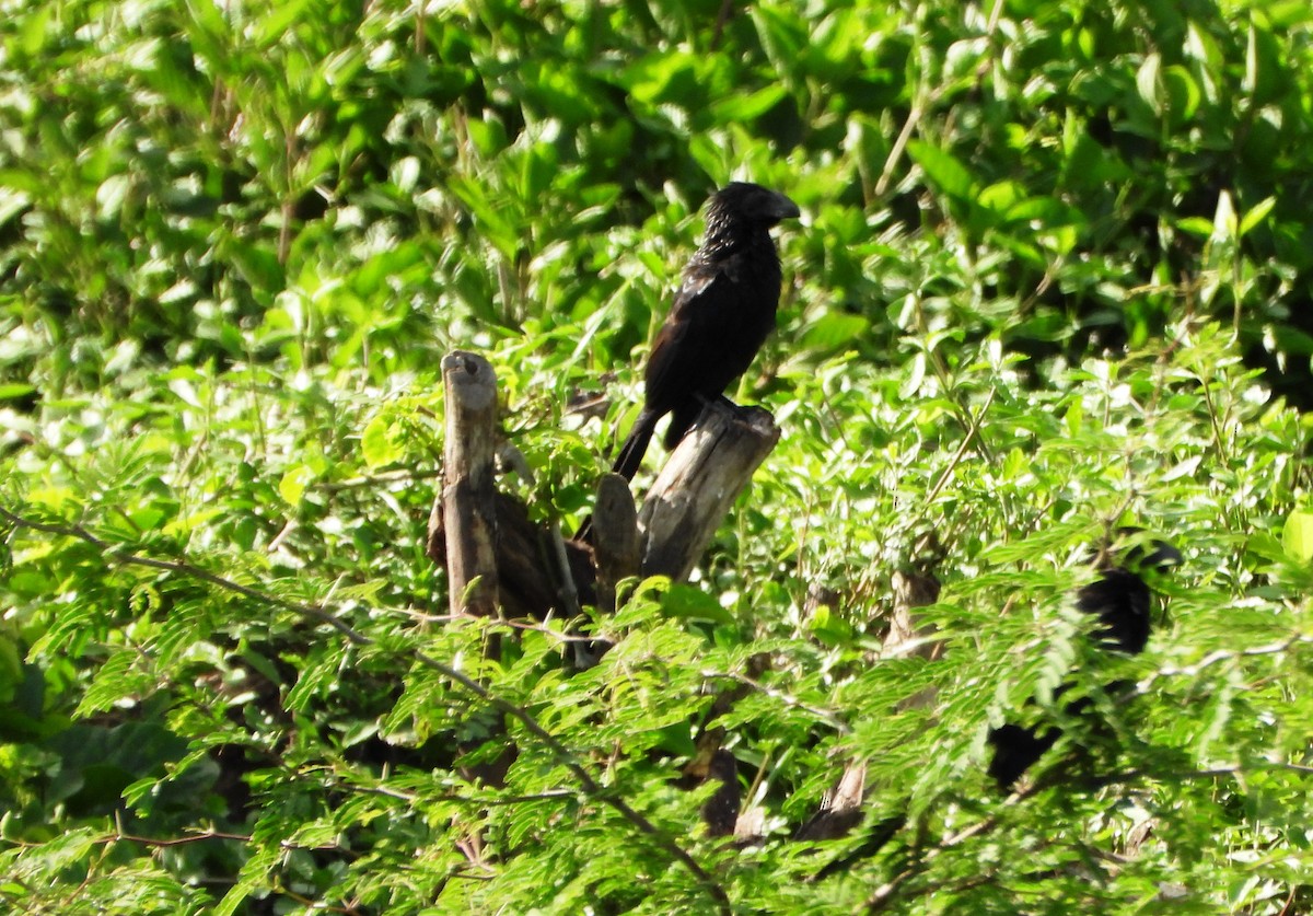 Smooth-billed Ani - ML645203460