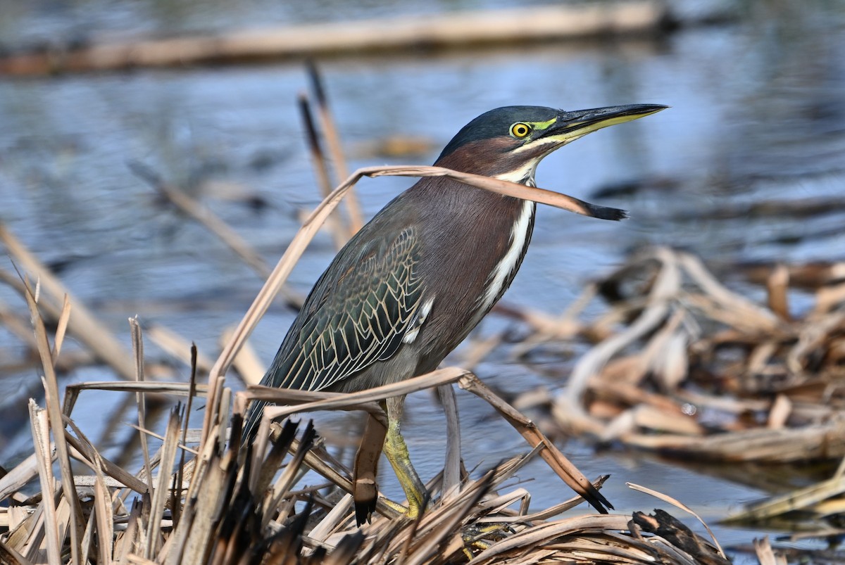 Airone verde - ML645203461