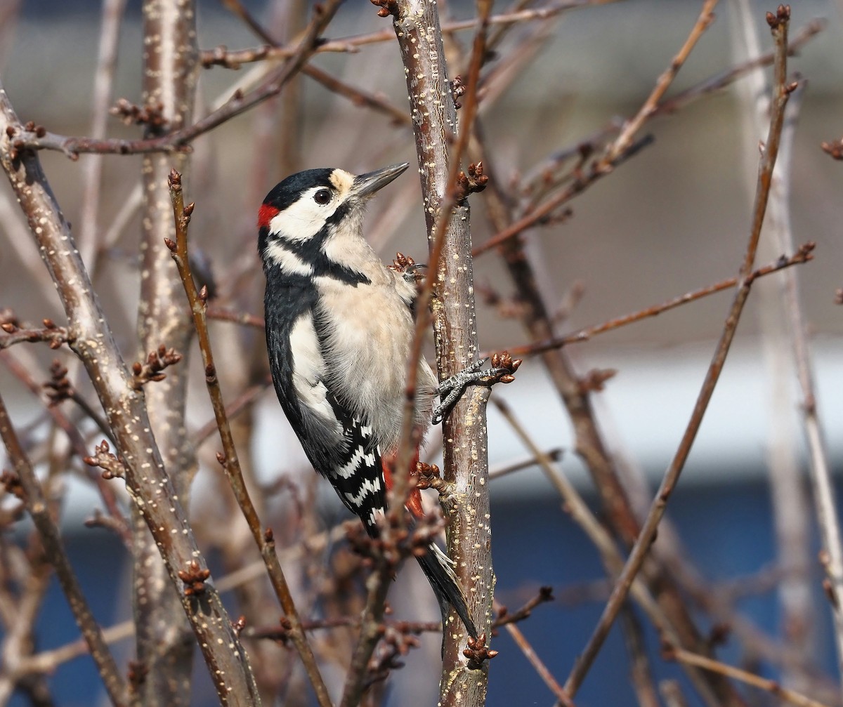 Picchio rosso maggiore - ML645203467
