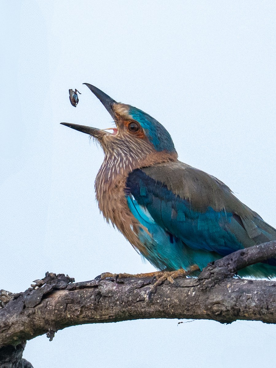 Indian Roller - ML645203469