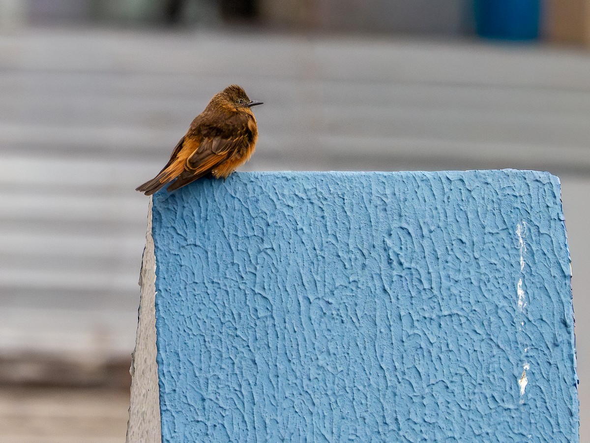 Cliff Flycatcher - ML645203470
