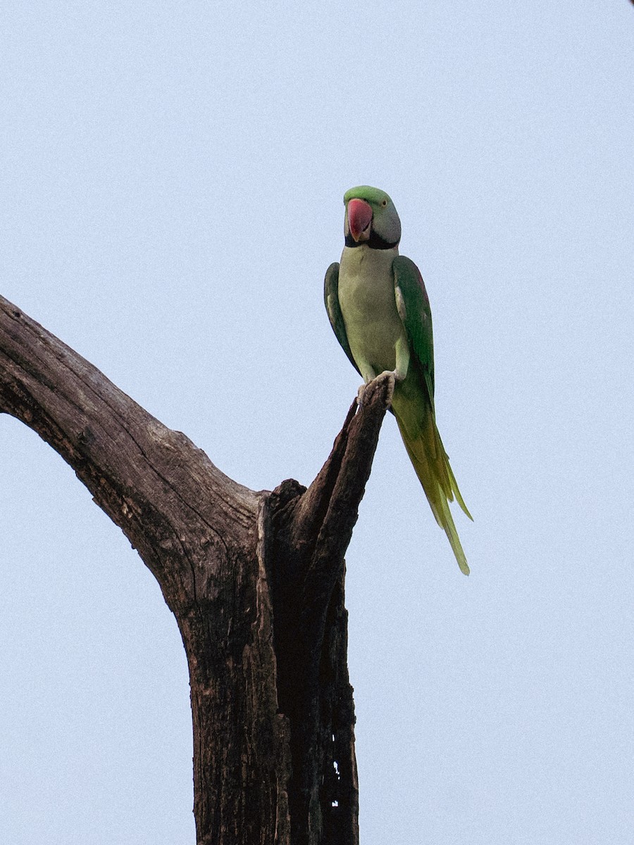 Parrocchetto di Alessandro - ML645203473