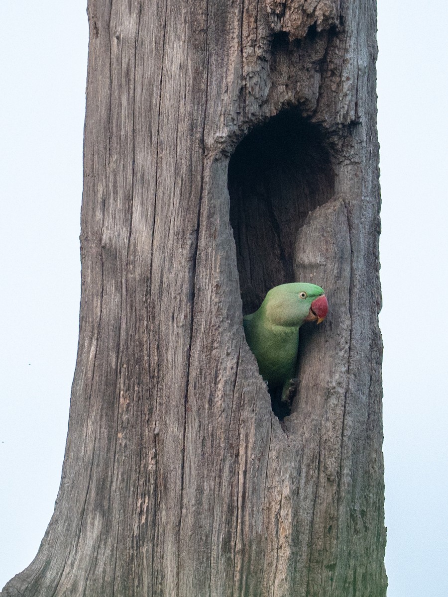 Parrocchetto di Alessandro - ML645203476