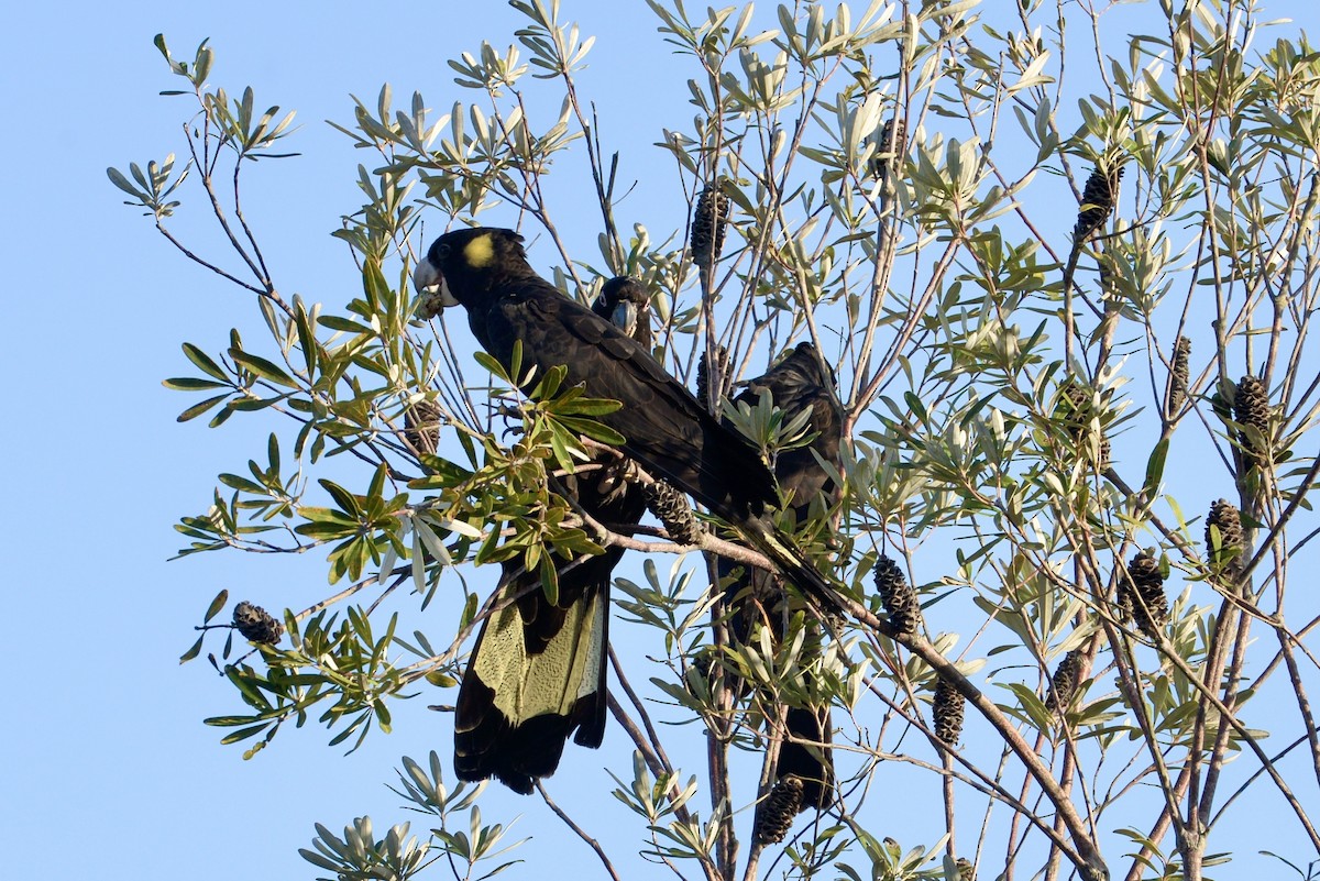 Yellow-tailed Black-Cockatoo - ML645203479