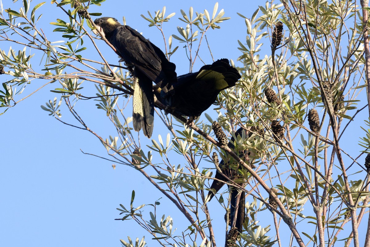 Yellow-tailed Black-Cockatoo - ML645203480