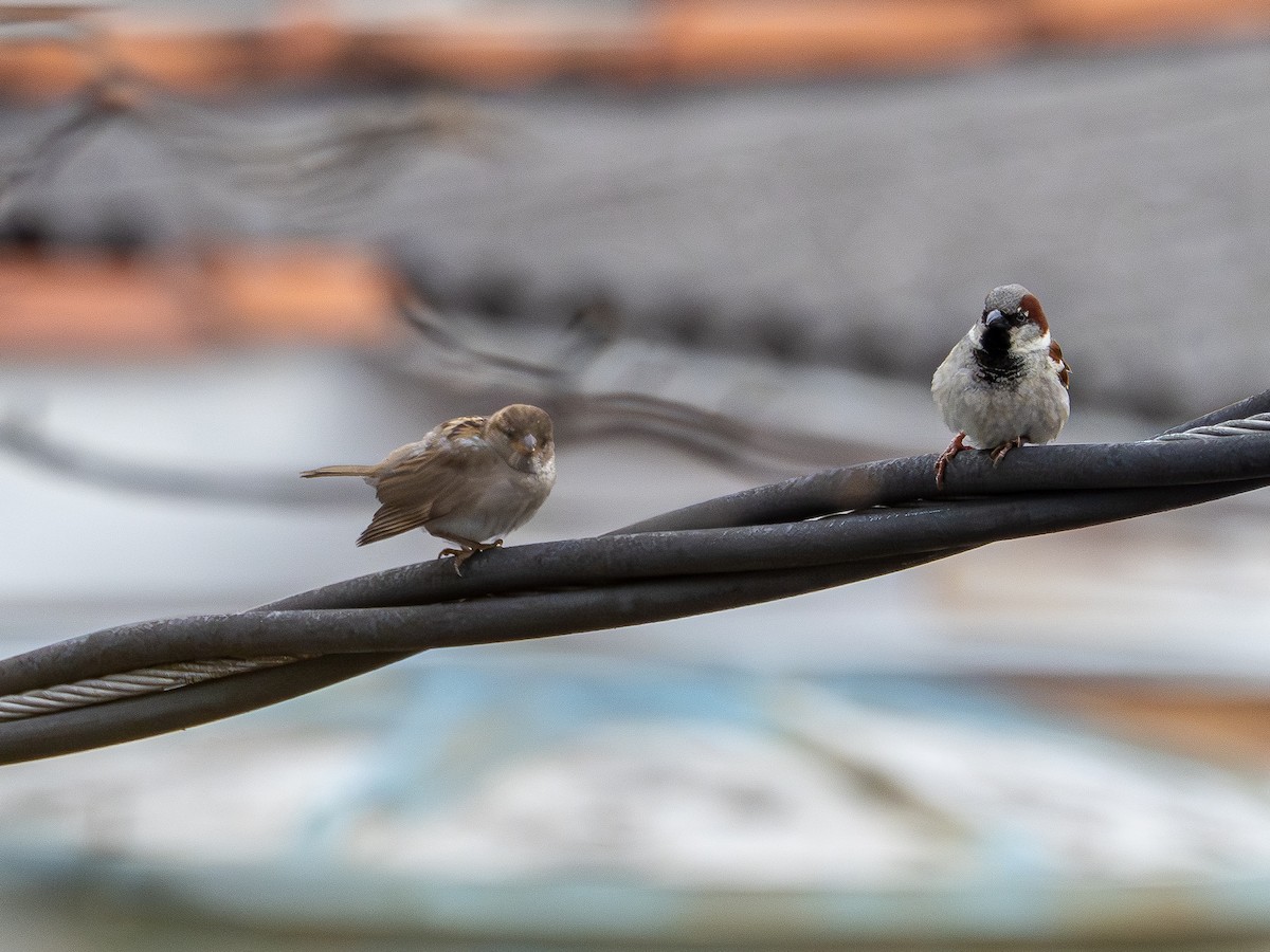 Passera oltremontana - ML645203481