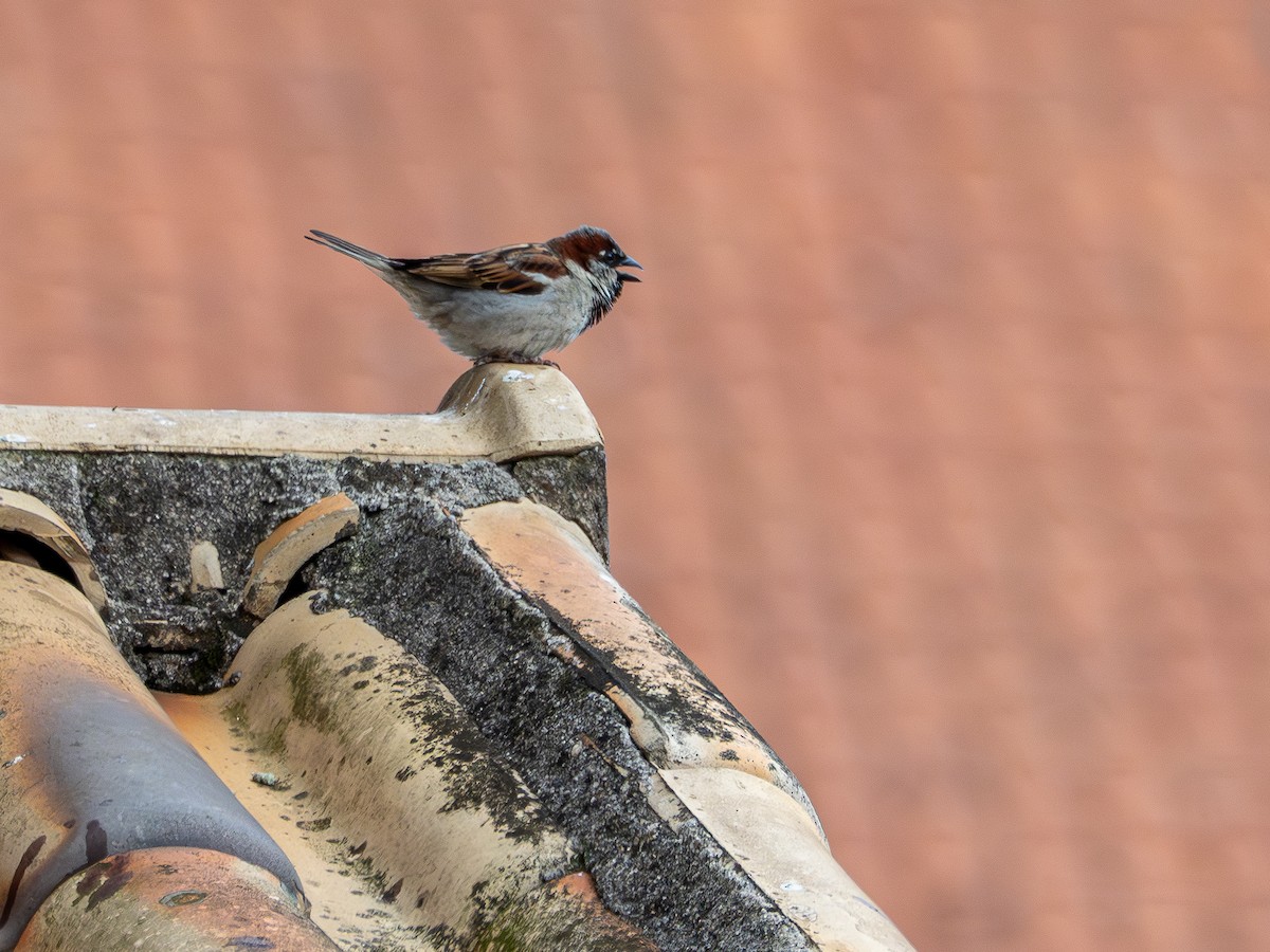 Passera oltremontana - ML645203482