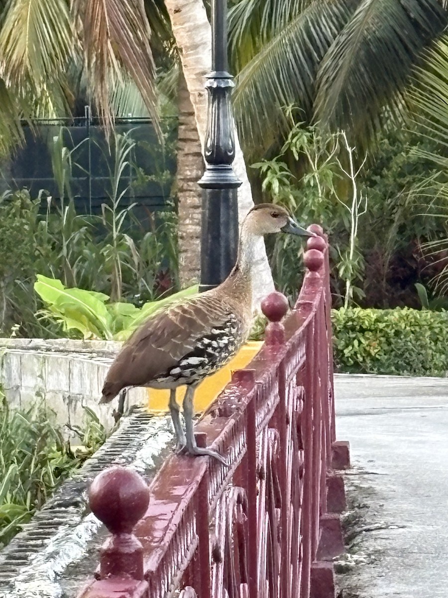 West Indian Whistling-Duck - ML645203483