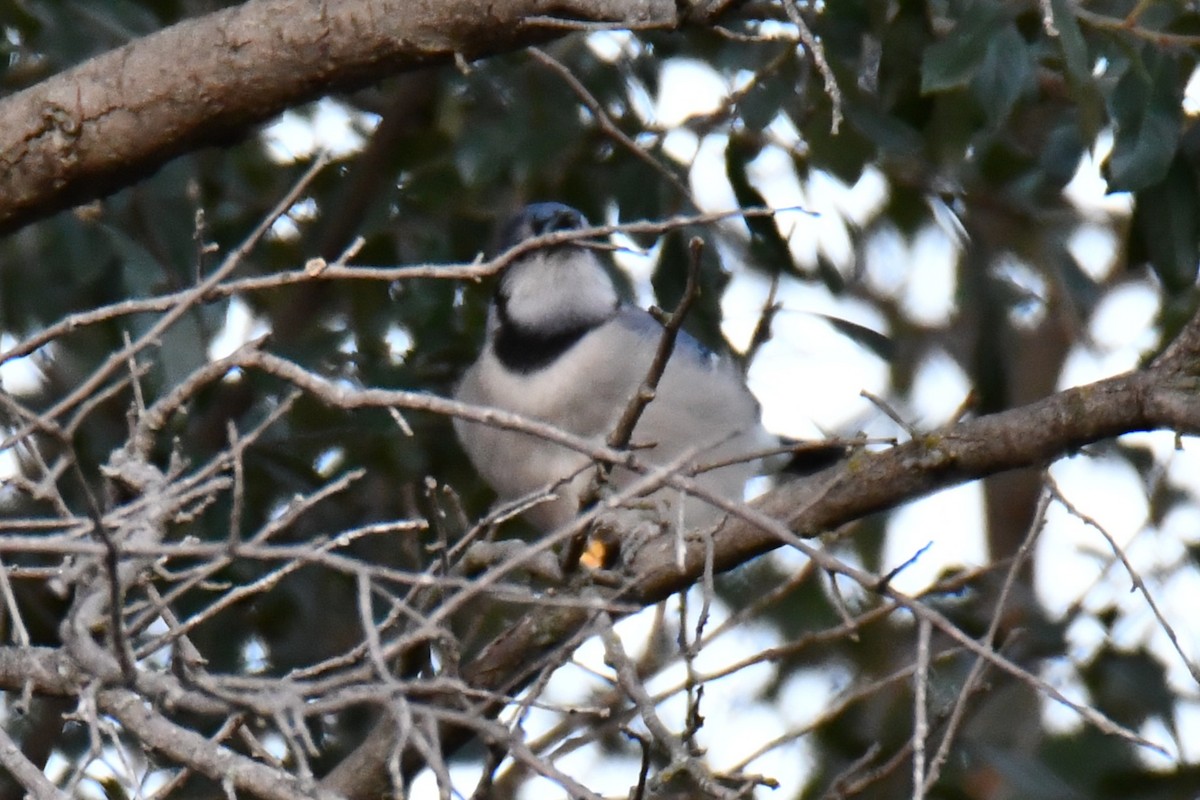 Blue Jay - ML645203484