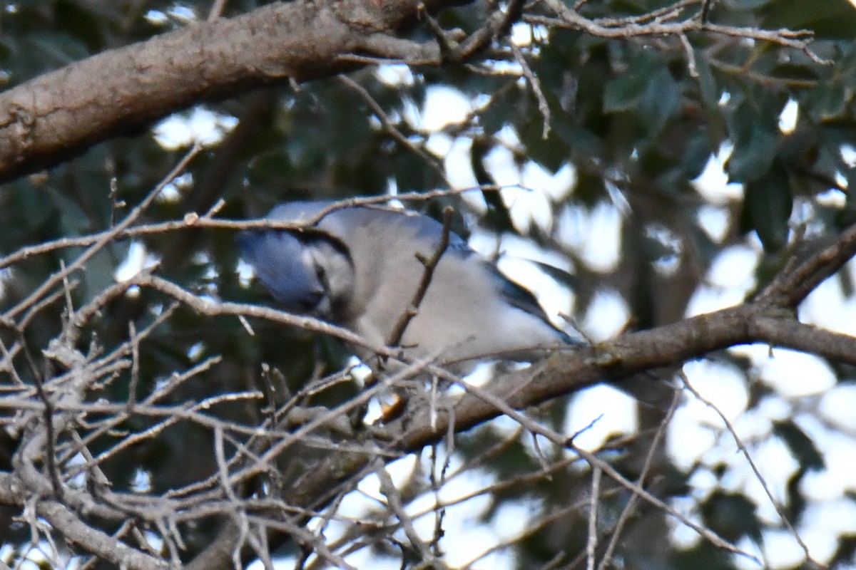 Blue Jay - ML645203485