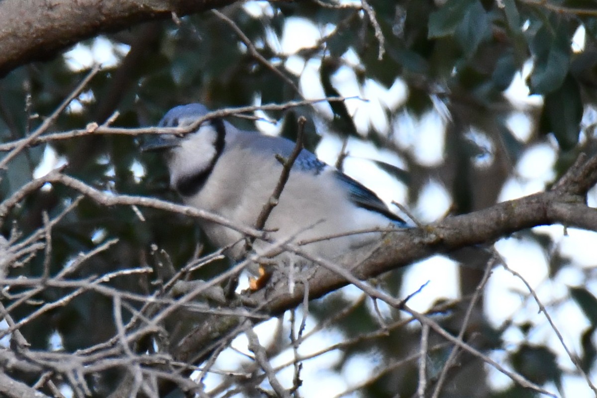 Blue Jay - ML645203486