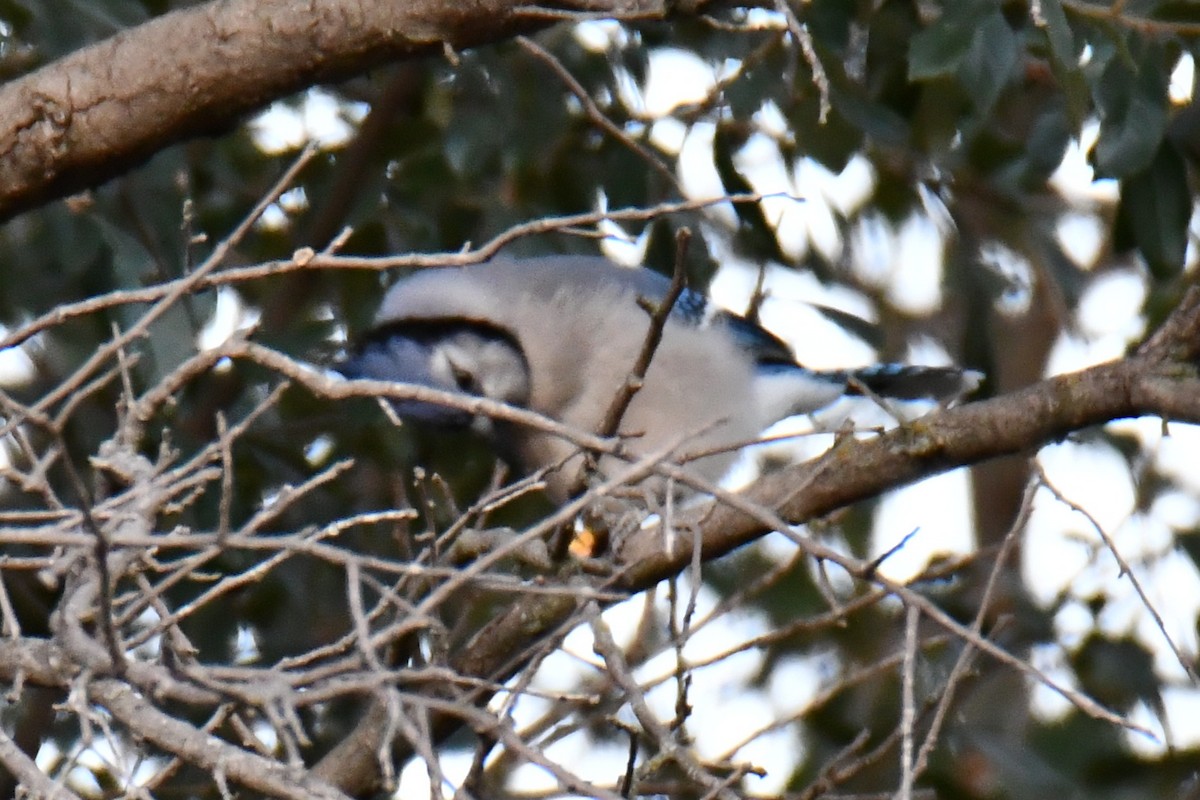 Blue Jay - ML645203487