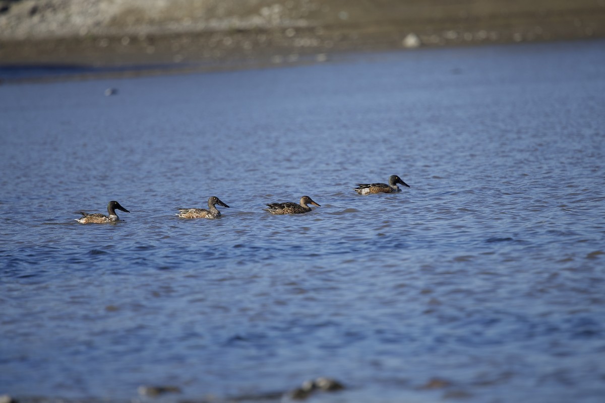 Mestolone - ML645203489