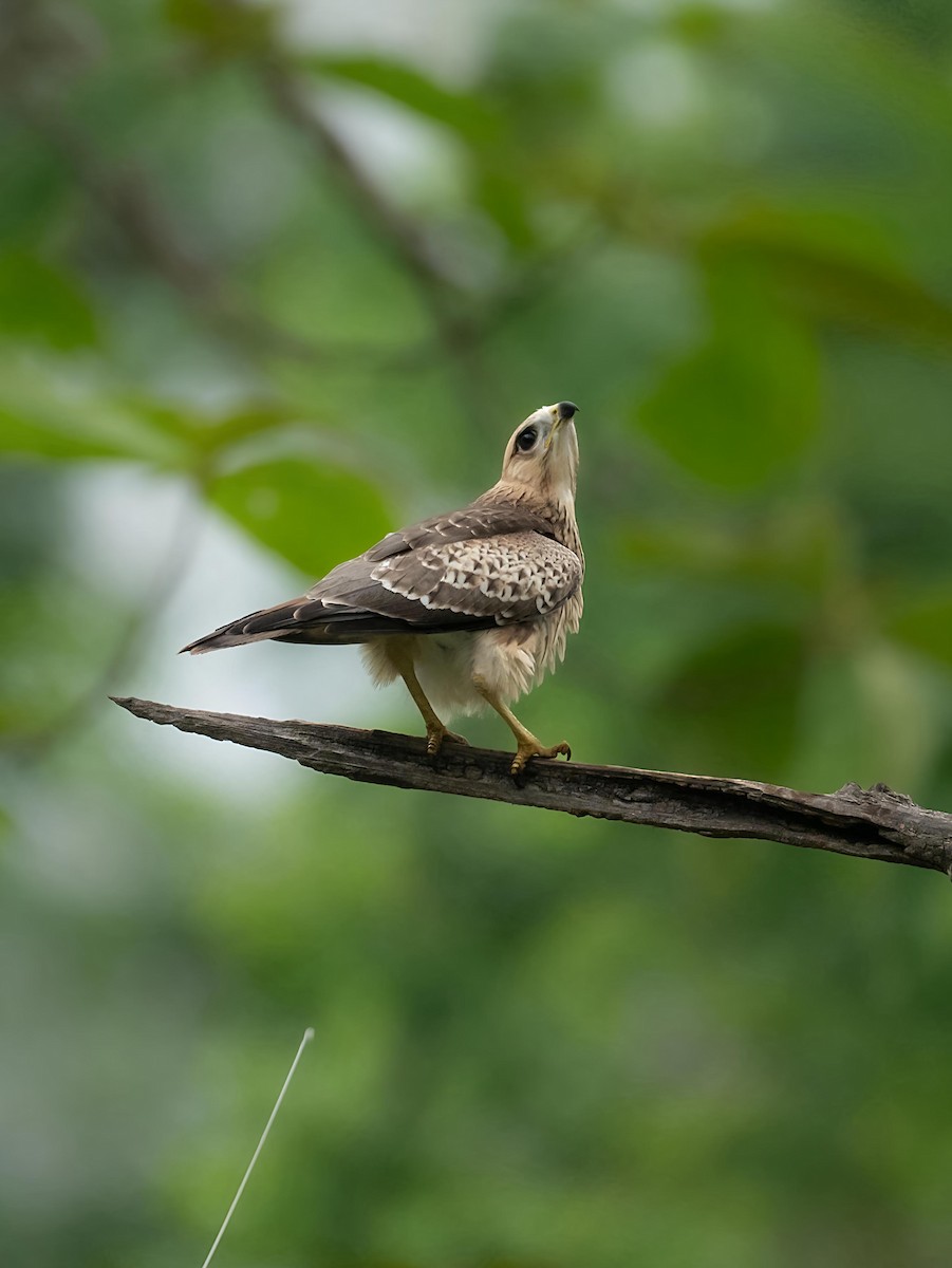 White-eyed Buzzard - ML645203490
