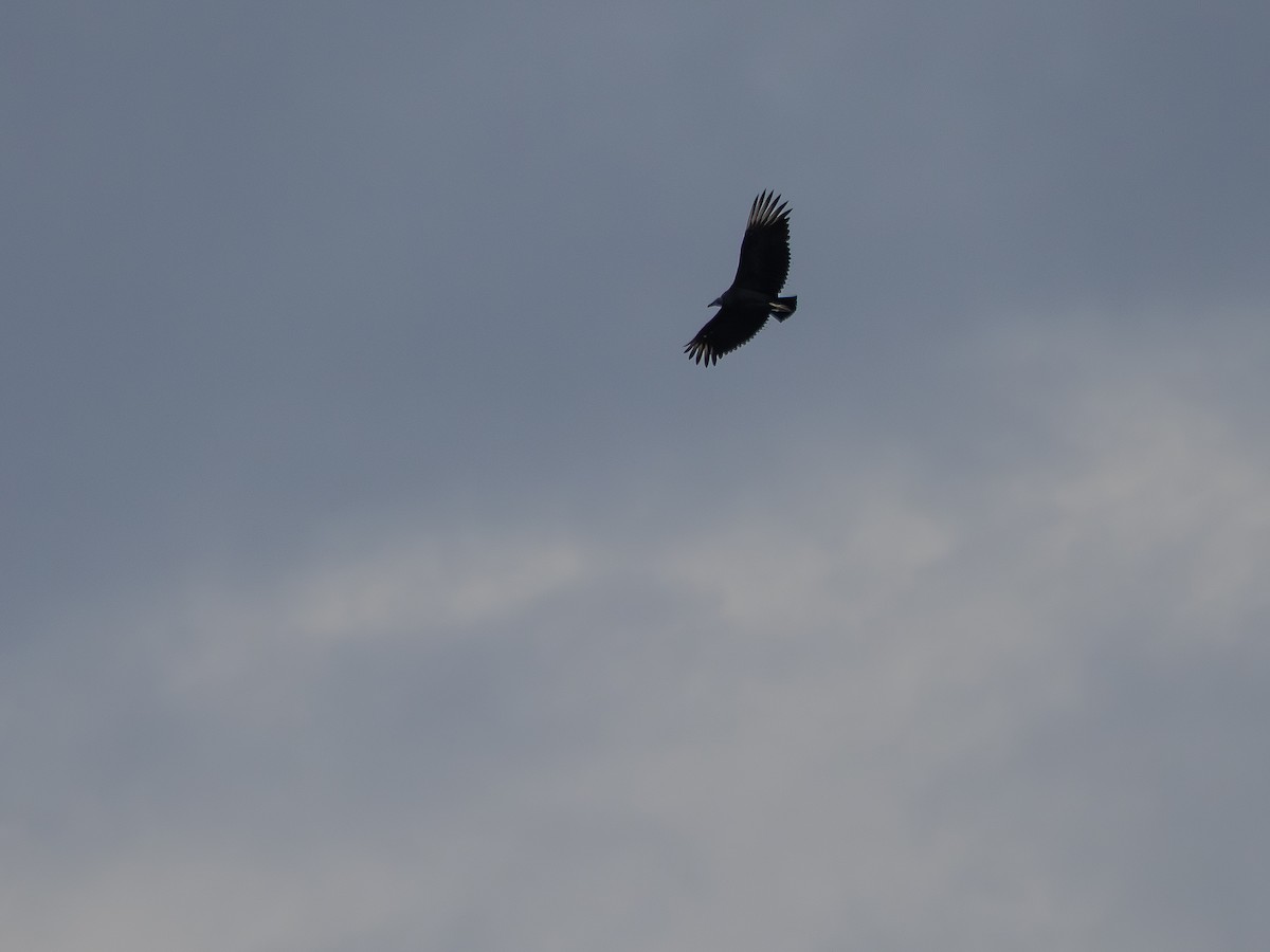 Black Vulture - ML645203492