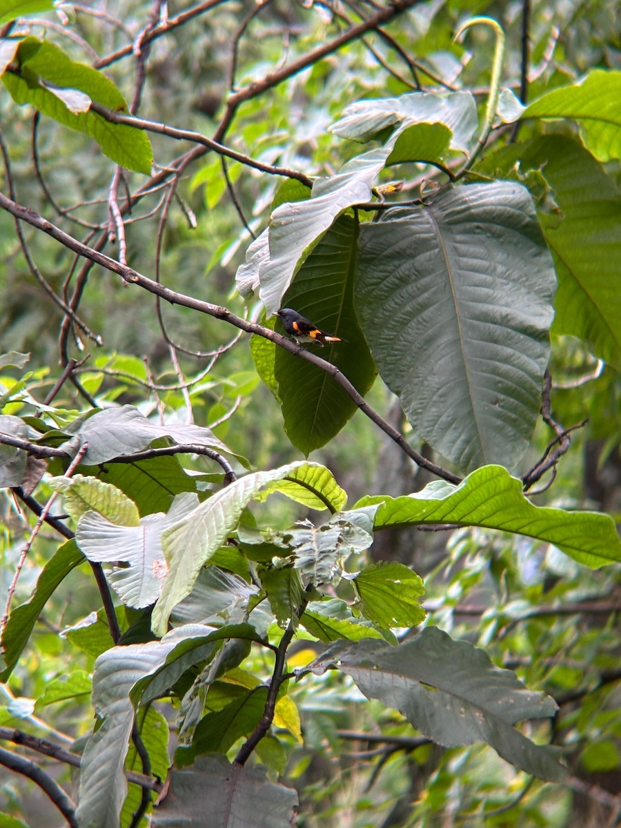 American Redstart - ML645203493