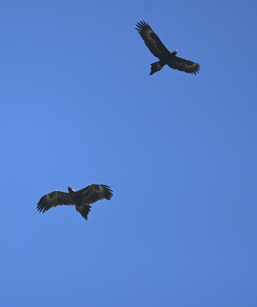 Wedge-tailed Eagle - ML645203494