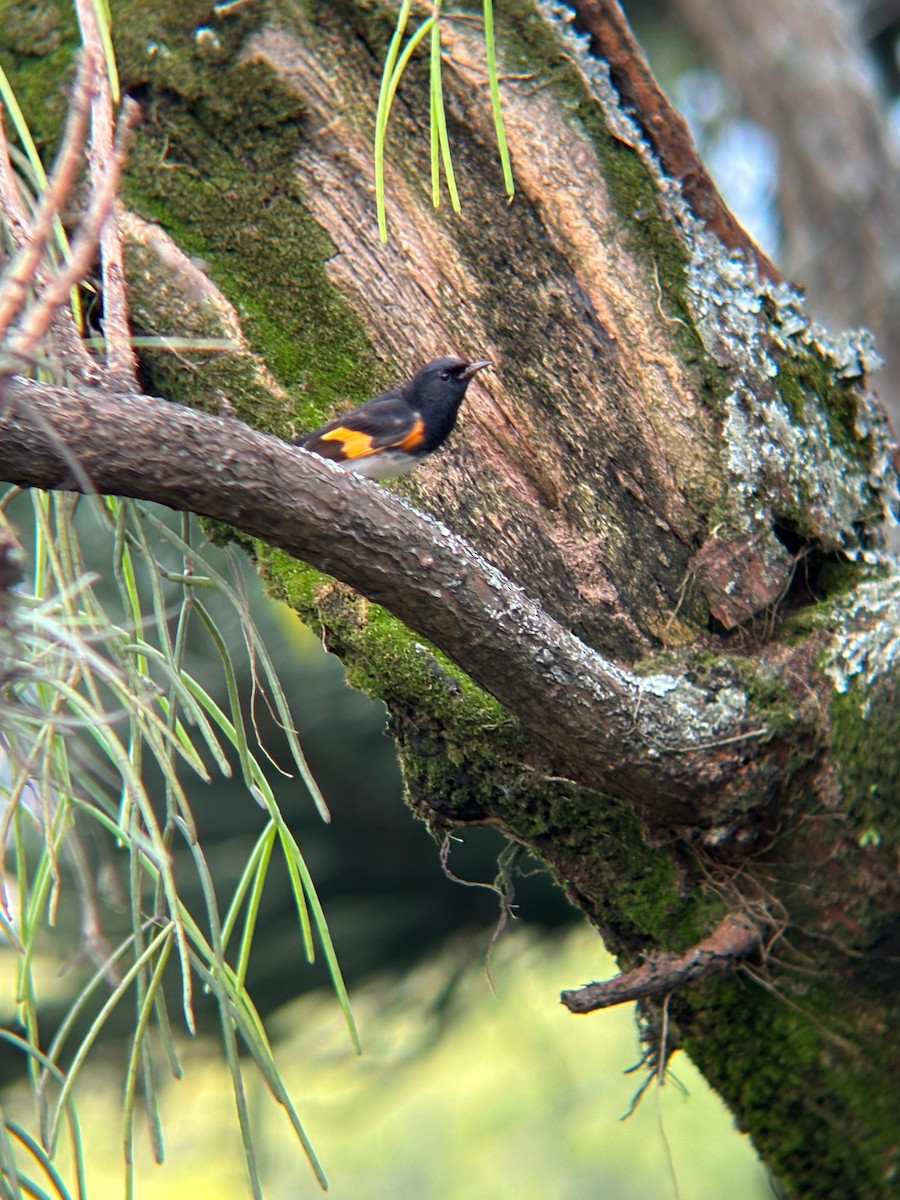 American Redstart - ML645203495