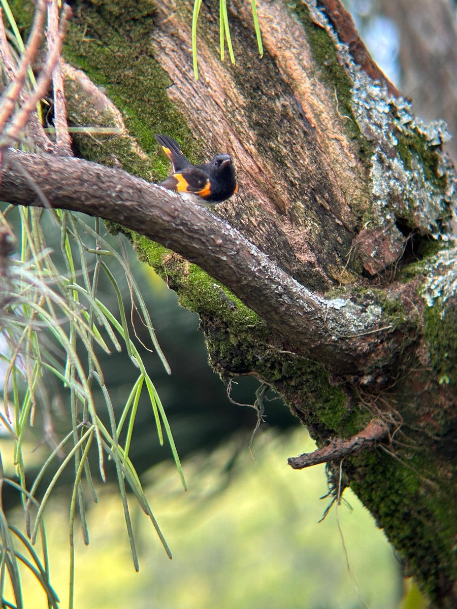 American Redstart - ML645203497