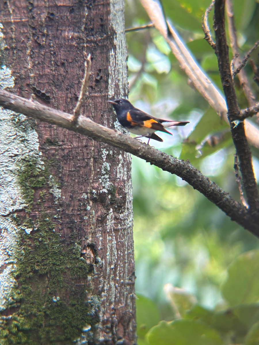 American Redstart - ML645203503
