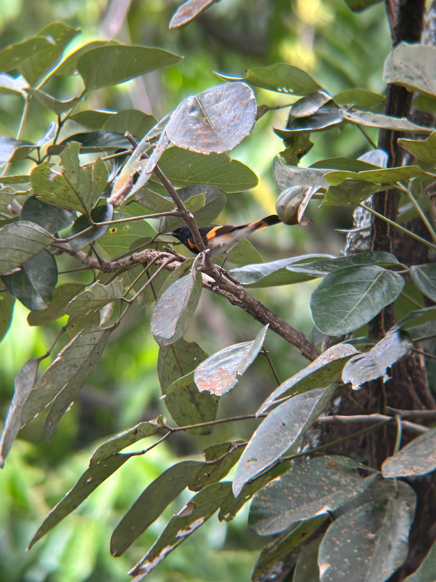 American Redstart - ML645203526