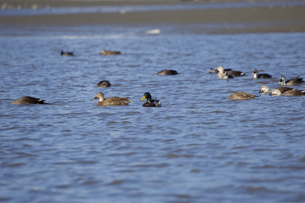 stokkand - ML645203527