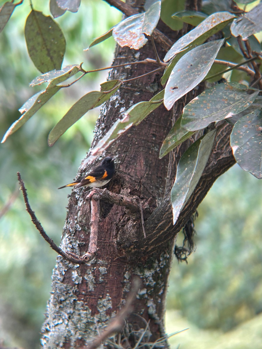 American Redstart - ML645203528