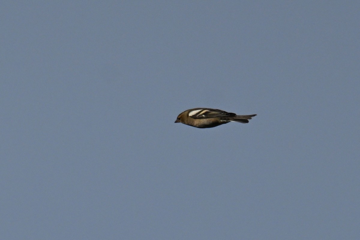 Common Chaffinch - ML645203532